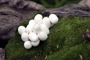 M Watson Wildlife Photos Prints: Grass Snake - mass on eggs