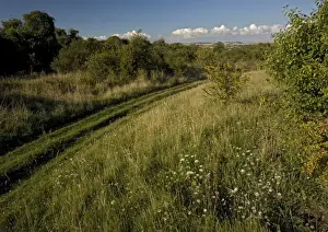 Bob Gibbons Photographer Prints: Grassland
