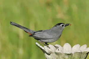 Personal Use Bird Prints Only Prints: Gray Catbird