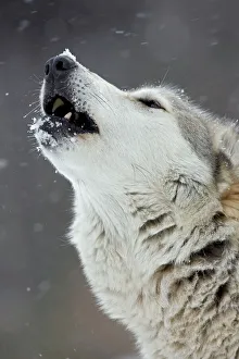 Gray / Grey / Timber Wolf - male howling in snow Gray / Grey / Timber Wolf - male howling in snow