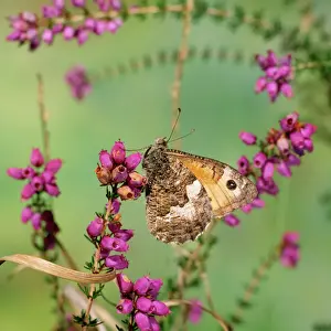Grayling Butterfly Print (Hipparchia semele) JAB-3375