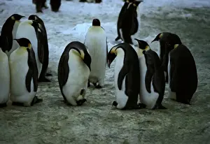 Emperor Penguins In Habitat Prints: GRB01395