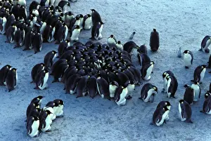 Emperor Penguin Chicks Prints: GRB02245