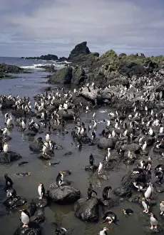 Penguin Colony Images Prints: GRB03075
