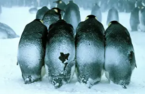 Penguin Parenting Behavior Prints: GRB0975d