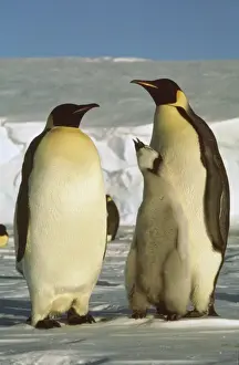 Emperor Penguins In Habitat Prints: GRB3177d
