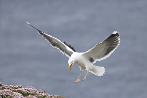 Great Black-Backed Gull - landing on thrift covered cliff Great Black-Backed Gull - landing on thrift covered cliff