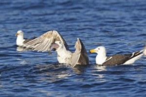 Great Black-backed Gull - sitting on water - eating fish Great Black-backed Gull - sitting on water - eating fish