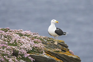 Great Black-Backed Gull - on thrift covered cliff top Great Black-Backed Gull - on thrift covered cliff top