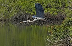 Images Dated 9th February 2004: Great Blue Heron - In flight - South Venice, Florida, USA
