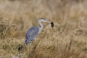 Great Blue Heron - hunting voles in winter field Great Blue Heron - hunting voles in winter field