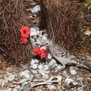 Prints of HB-1610 Great Grey BOWERBIRD - decorating bower with red hibiscus flowers Bowerbird Prints: Great Grey Bowerbird Print, HB-1610