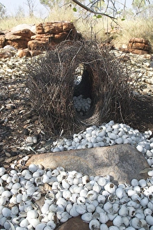 Great Bowerbirds bower - This bower was placed under the spreading branches of a tree Great Bowerbirds bower - This bower was placed under the spreading branches of a tree