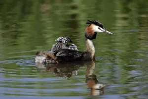 Great Crested Grebe - Female transporting 3 chicks on her back Great Crested Grebe - Female transporting 3 chicks on her back