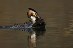 Great Crested Grebe - Male transporting water vegetation material to courtship platform Great Crested Grebe - Male transporting water vegetation material to courtship platform