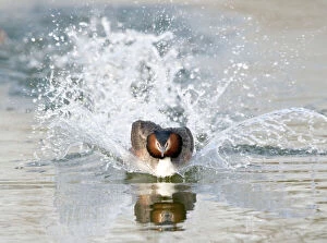 Images Dated 19th March 2005: Great Crested Grebe - splashing through water - escaping a rival male - March - Norfolk - U. K