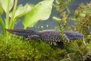 Great Crested Newt - Single adult female photographed underwater Great Crested Newt - Single adult female photographed underwater