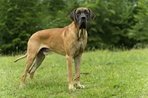 Great Dane Breed Prints: Great Dane
