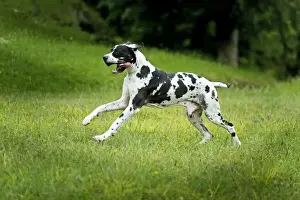 Large Dog Breeds Prints: Great Dane - running