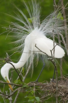 Great Egret / Common Egret - At nest Great Egret / Common Egret - At nest
