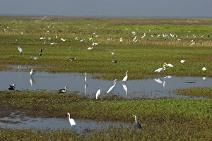 Great Egret - hugh mass of different species of egret and ibis as well as Magpie Geese search for food in the wetlands Great Egret - hugh mass of different species of egret and ibis as well as Magpie Geese search for food in the wetlands