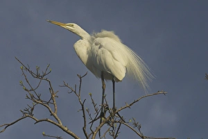 Great Egret - With lacy scapular plumes or aigrettes Great Egret - With lacy scapular plumes or aigrettes