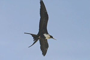 Great Frigatebird - female in flight Great Frigatebird - female in flight