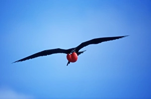 Great Frigatebird - in flight, inflated throat pouch Great Frigatebird - in flight, inflated throat pouch