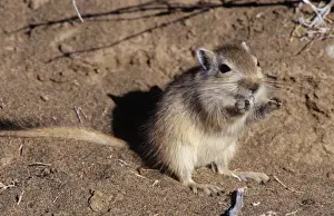 China Wildlife Photography Prints: Great Gerbil China