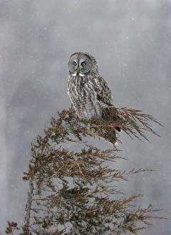 Great Gray Owl - Standing 27 in tall with a wingspan of 52 inches this is USAs longest owl Great Gray Owl - Standing 27 in tall with a wingspan of 52 inches this is USAs longest owl