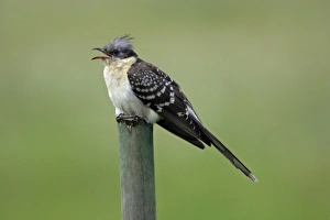 Great Spotted Cuckoo - calling from fence post Great Spotted Cuckoo - calling from fence post