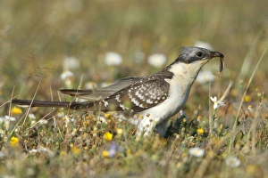 Great Spotted Cuckoo - with caterpillar in beak Great Spotted Cuckoo - with caterpillar in beak