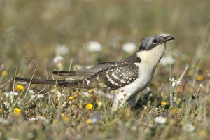 Great Spotted Cuckoo - on meadow Great Spotted Cuckoo - on meadow