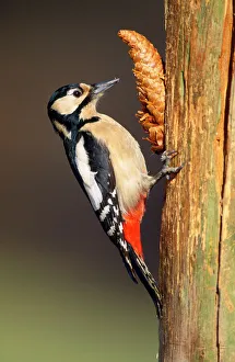 Great Spotted WOODPECKER - Female at fir cone anvil Great Spotted WOODPECKER - Female at fir cone anvil