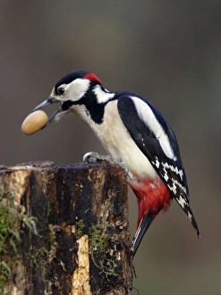 Great-spotted WOODPECKER - male with acorn in bill, winter Great-spotted WOODPECKER - male with acorn in bill, winter