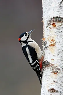 Great Spotted Woodpecker - on silver birch tree trunk Great Spotted Woodpecker - on silver birch tree trunk