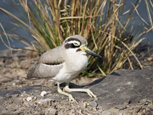 Great Thick-knee Esacus recurvirostris Rajasthan, India BI032101 Date: 09-Feb-20 Great Thick-knee Esacus recurvirostris Rajasthan, India BI032101 Date: 09-Feb-20