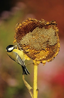 Great TIT - Adult on ripened sunflower head Great TIT - Adult on ripened sunflower head