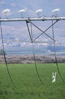 Great White EGRET - Resting on irrigation machine Great White EGRET - Resting on irrigation machine