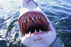 Great White / White / White Pointer SHARK - C/U MOUTH Great White / White / White Pointer SHARK - C/U MOUTH