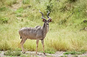 Greater Kudu - Male standing at approach to water hole Greater Kudu - Male standing at approach to water hole