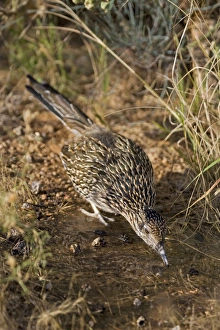 Greater Roadrunner - Drinking at pond Greater Roadrunner - Drinking at pond