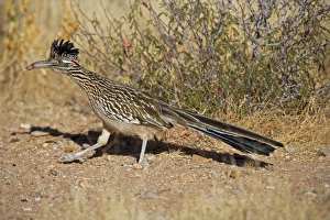 Greater Roadrunner - Eating with food in beak Greater Roadrunner - Eating with food in beak