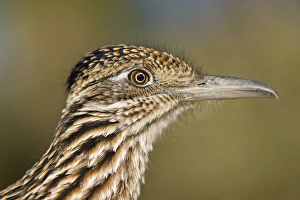 Greater Roadrunner - head shot Greater Roadrunner - head shot