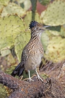 Greater Roadrunner - Perched and calling Greater Roadrunner - Perched and calling