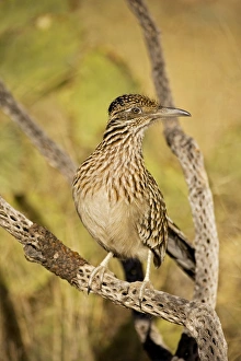 Greater Roadrunner - Perched on cholla cactus branch Greater Roadrunner - Perched on cholla cactus branch