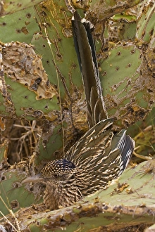 Greater Roadrunner - In prickly pear cactus Greater Roadrunner - In prickly pear cactus