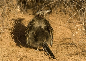 Greater Roadrunner - sunbathing in winter sunshine Greater Roadrunner - sunbathing in winter sunshine