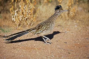 Greater Roadrunner - Walking Greater Roadrunner - Walking
