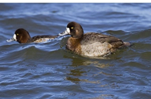 Greater Scaup - female in February breeding plumage Greater Scaup - female in February breeding plumage